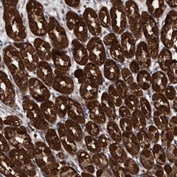 GLOD4 Antibody, Novus Biologicals 25 &mu;L | Buy Online | Novus Biologicals | Fisher Scientific