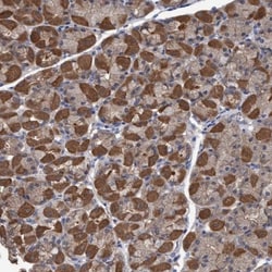 GLOD4 Antibody, Novus Biologicals 0.1mL; Unlabeled:Antibodies, Polyclonal