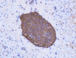 GLP-1R Antibody - BSA Free, Novus Biologicals 0.025mL; Unlabeled:Antibodies,