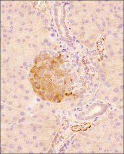 GLP-1R Antibody - BSA Free, Novus Biologicals 0.025mL; Unlabeled:Antibodies,