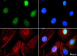 GLP/EHMT1 Antibody, Novus Biologicals 0.025mL; Unlabeled:Antibodies, Polyclonal