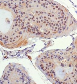 GLP/EHMT1 Antibody, Novus Biologicals 0.025mL; Unlabeled:Antibodies, Polyclonal