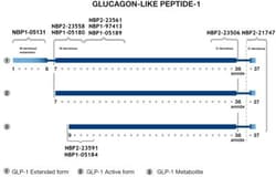 GLP1 Antibody (10) - BSA Free, Novus Biologicals:Antibodies:Primary Antibodies