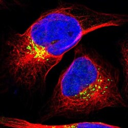 GM130/GOLGA2 Antibody, Novus Biologicals 0.1mL; Unlabeled:Antibodies, Polyclonal