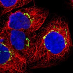 GM130/GOLGA2 Antibody, Novus Biologicals 0.1mL; Unlabeled:Antibodies, Polyclonal