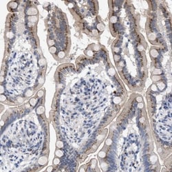 GM130/GOLGA2 Antibody, Novus Biologicals 0.1mL; Unlabeled:Antibodies, Polyclonal
