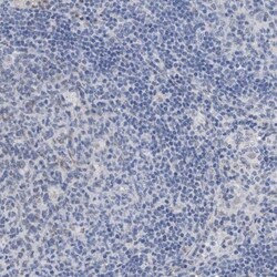 GM130/GOLGA2 Antibody, Novus Biologicals 0.1mL; Unlabeled:Antibodies, Polyclonal