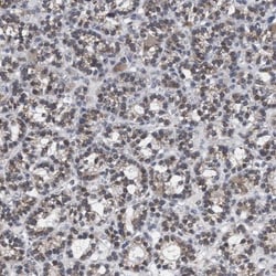 GM130/GOLGA2 Antibody, Novus Biologicals 0.1mL; Unlabeled:Antibodies, Polyclonal