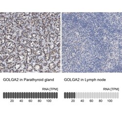 GM130/GOLGA2 Antibody, Novus Biologicals 0.1mL; Unlabeled:Antibodies, Polyclonal
