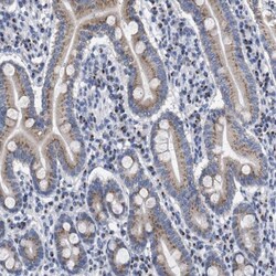GM130/GOLGA2 Antibody, Novus Biologicals 0.1mL; Unlabeled:Antibodies, Polyclonal