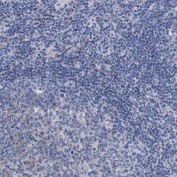 GM130/GOLGA2 Antibody, Novus Biologicals 0.1mL; Unlabeled:Antibodies, Polyclonal