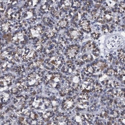 GM130/GOLGA2 Antibody, Novus Biologicals 0.1mL; Unlabeled:Antibodies, Polyclonal