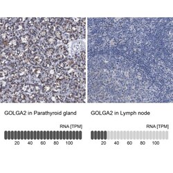 GM130/GOLGA2 Antibody, Novus Biologicals 0.1mL; Unlabeled:Antibodies, Polyclonal