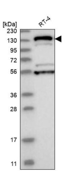 GM130/GOLGA2 Antibody, Novus Biologicals 0.1mL; Unlabeled:Antibodies, Polyclonal