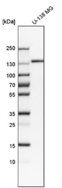 GM130/GOLGA2 Antibody, Novus Biologicals 0.1mL; Unlabeled:Antibodies, Polyclonal