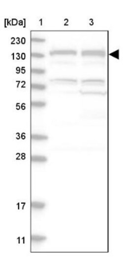 GM130/GOLGA2 Antibody, Novus Biologicals 25 &mu;L | Buy Online | Novus Biologicals | Fisher Scientific