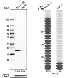 GM2A Antibody, Novus Biologicals 25 &mu;L; Unlabeled:Antibodies, Polyclonal