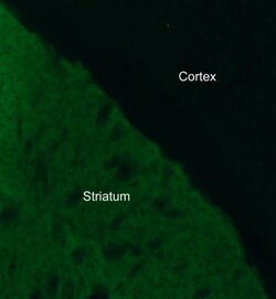 GNAL Antibody, Novus Biologicals 0.1 mL | Buy Online | Novus Biologicals | Fisher Scientific