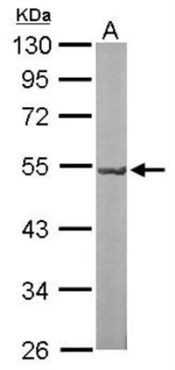 GNAL Antibody, Novus Biologicals 0.1 mL | Buy Online | Novus Biologicals | Fisher Scientific
