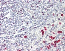 GNAQ Antibody, Novus Biologicals 0.1mL; Unlabeled:Antibodies, Polyclonal