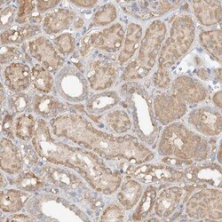 GNB1L Antibody, Novus Biologicals 0.1mL; Unlabeled:Antibodies, Polyclonal