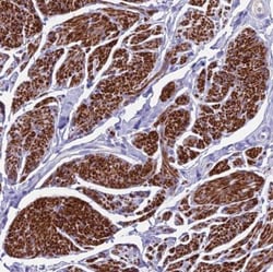 GNG11 Antibody, Novus Biologicals:Antibodies:Primary Antibodies