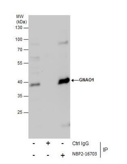 GO Protein alpha Antibody, Novus Biologicals 0.1mL; Unlabeled:Antibodies,