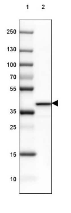 GO Protein alpha Antibody, Novus Biologicals:Antibodies:Primary Antibodies