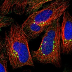 GOLGA3 Antibody, Novus Biologicals 0.1mL; Unlabeled:Antibodies, Polyclonal
