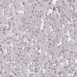 GOLGA3 Antibody, Novus Biologicals 0.1mL; Unlabeled:Antibodies, Polyclonal