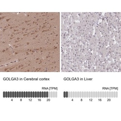 GOLGA3 Antibody, Novus Biologicals 0.1mL; Unlabeled:Antibodies, Polyclonal