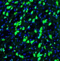 GOLGA5 Antibody, Novus Biologicals:Antibodies:Primary Antibodies