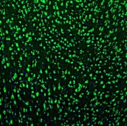 GOLGA5 Antibody, Novus Biologicals:Antibodies:Primary Antibodies