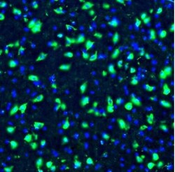 GOLGA5 Antibody, Novus Biologicals:Antibodies:Primary Antibodies