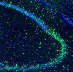 GOLGA5 Antibody, Novus Biologicals:Antibodies:Primary Antibodies