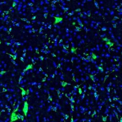 GOLGA5 Antibody, Novus Biologicals:Antibodies:Primary Antibodies