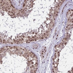 GOLGA5 Antibody, Novus Biologicals:Antibodies:Primary Antibodies