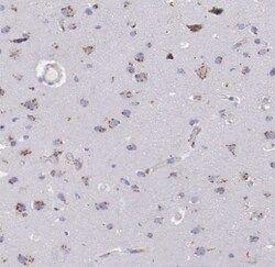 GOLGA5 Antibody, Novus Biologicals:Antibodies:Primary Antibodies