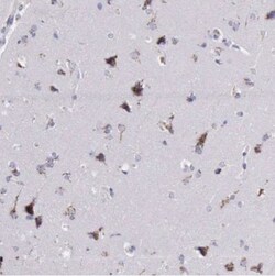 GOLGA5 Antibody, Novus Biologicals:Antibodies:Primary Antibodies