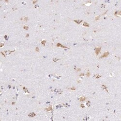 GOLGA5 Antibody, Novus Biologicals:Antibodies:Primary Antibodies