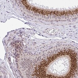 GOLGA5 Antibody, Novus Biologicals:Antibodies:Primary Antibodies
