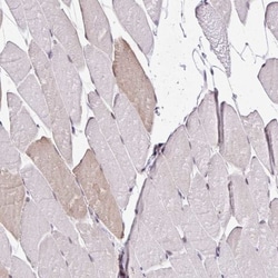 GOLGA5 Antibody, Novus Biologicals:Antibodies:Primary Antibodies