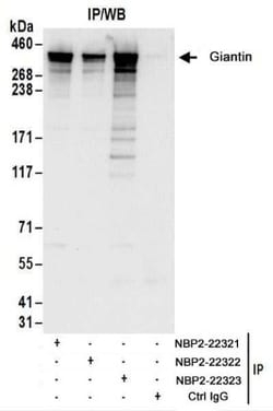 GOLGB1/Giantin Antibody, Novus Biologicals 0.1mg; Unlabeled:Antibodies,