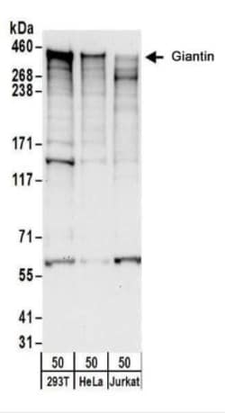 GOLGB1/Giantin Antibody, Novus Biologicals 0.1mg; Unlabeled:Antibodies,