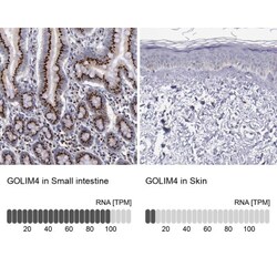 GOLPH4 Antibody, Novus Biologicals 25 &mu;L, Unconjugated:Antibodies, Polyclonal