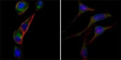 GOT2 Antibody (3E9), Novus Biologicals 0.1mL; Unlabeled:Antibodies, Monoclonal