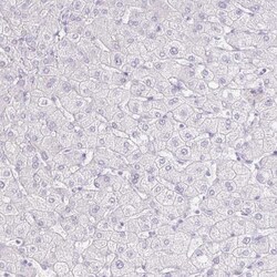 GP2 Antibody, Novus Biologicals 25 &mu;L; Unlabeled:Antibodies, Polyclonal