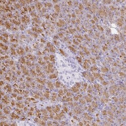GP2 Antibody, Novus Biologicals 25 &mu;L; Unlabeled:Antibodies, Polyclonal