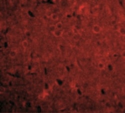 GPAM Antibody - BSA Free, Novus Biologicals 0.1mg; Unlabeled:Antibodies,