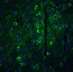 GPAM Antibody - BSA Free, Novus Biologicals 0.1mg; Unlabeled:Antibodies,